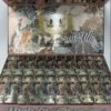 HITZ Safari Series 200 Count Disposable mixed variety vape collection